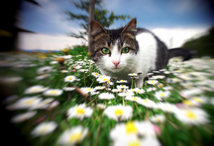 Bokeh 2