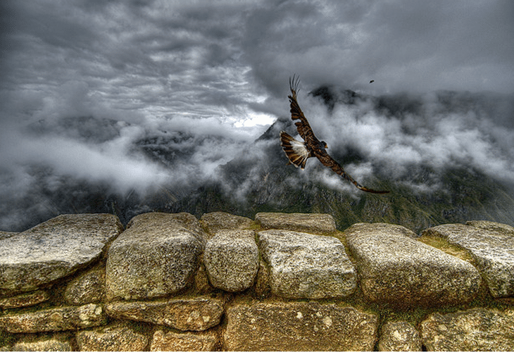 Caracara-takes-off Caracara takes off