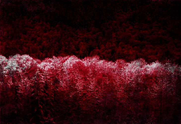 Dark-Forest Dark-Forest