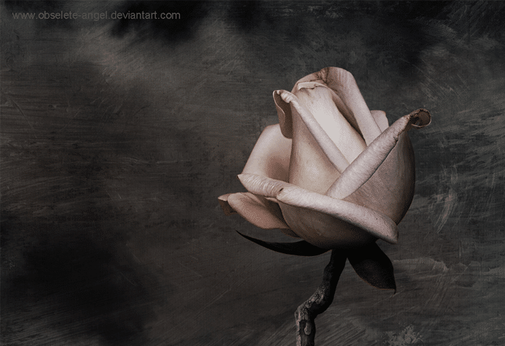 My-heart-the-rose-wallpaper My heart the rose – wallpaper