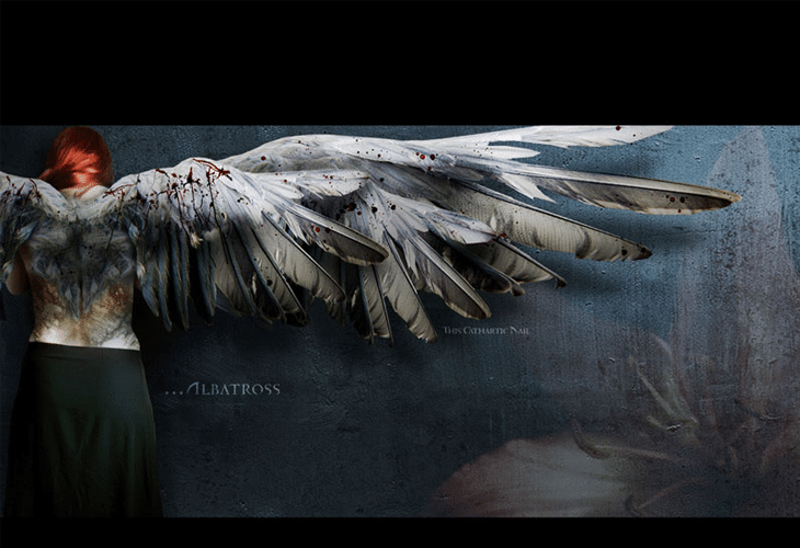 TCN-Wallpaper-Albatross TCN Wallpaper – Albatross