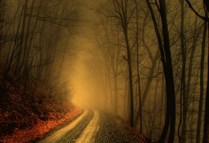 foggy-wood foggy wood