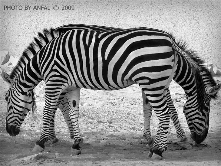 10 Incredible Examples of Funny Optical Illusions in Photos