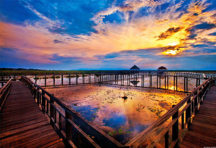 Lotus Lake - Windows 8 Wallpaper