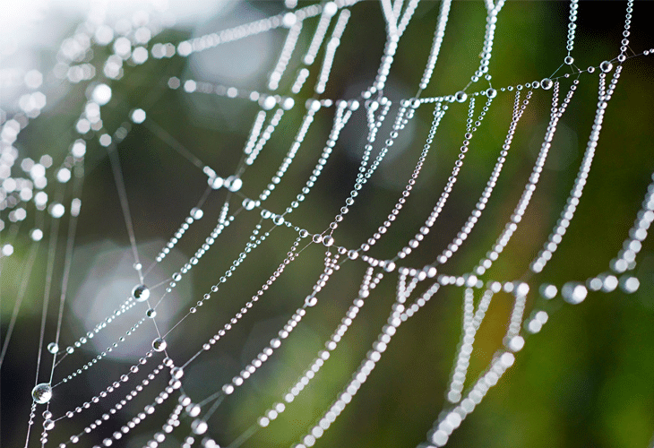 Spider Web - Windows 8 Wallpaper