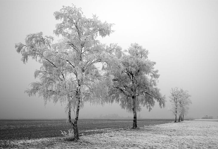 Black-And-White-Winter Black-And-White-Winter