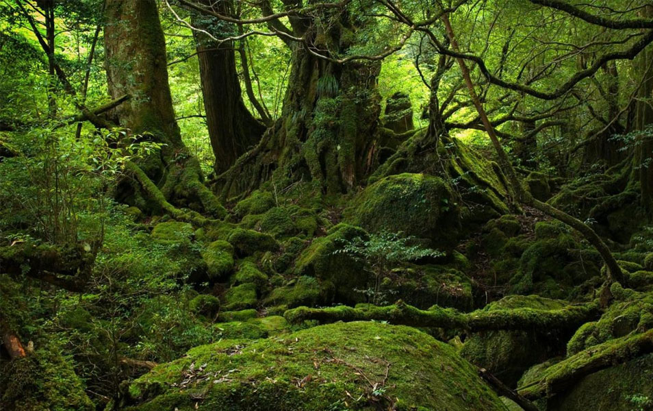 Forest Dragon Nature Photography