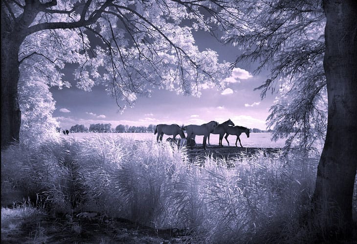 Horses-infrared Horses-infrared