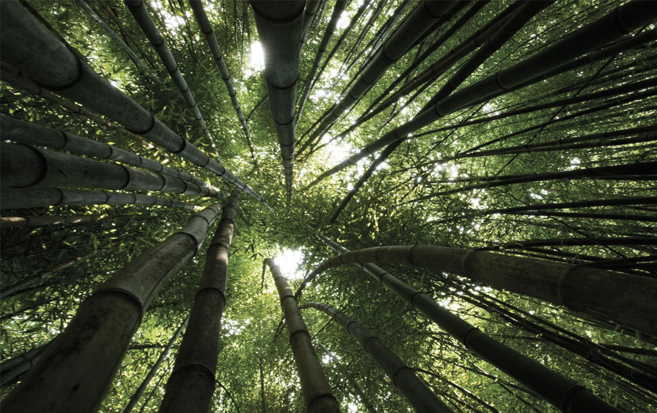 Nature HD Landscapes Photography