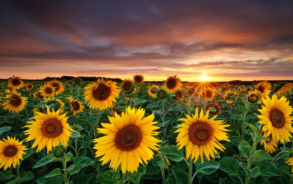 Nature Photography Fields Sunflowers Yellow Flowers