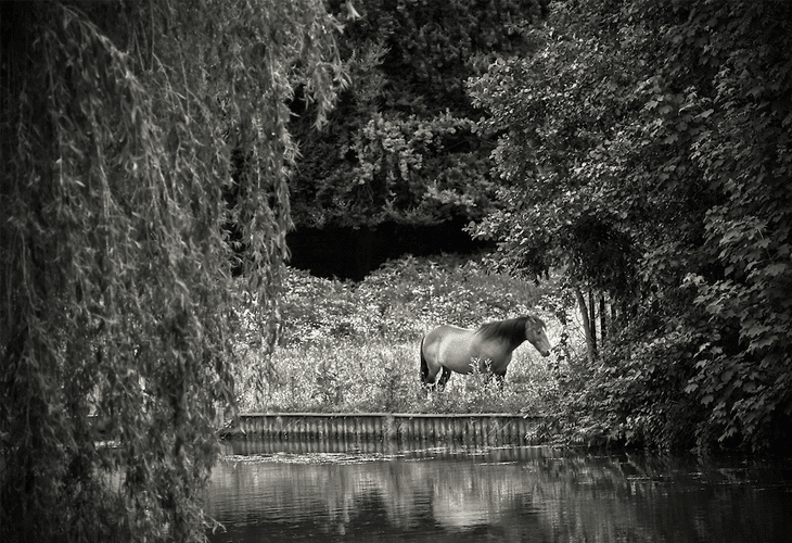 Nature Photography - Magic Garden Reflection