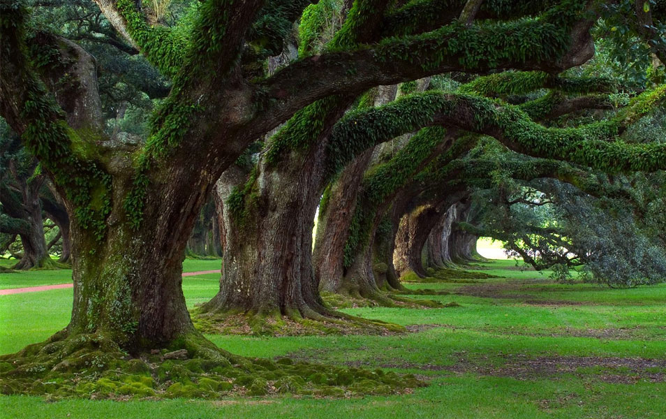 Nature Photography