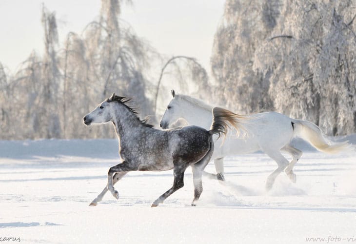 Russian-winter Russian-winter