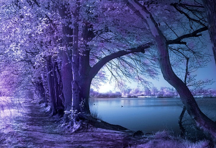 Spring-Wolni-Infrared Spring-Wolni-Infrared