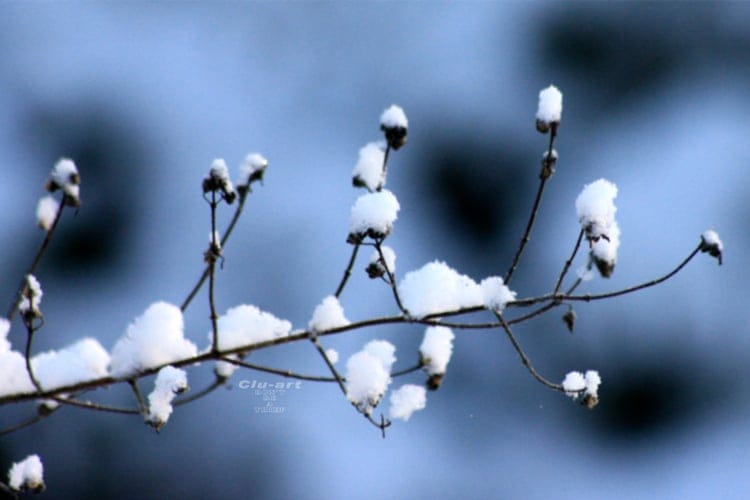 Sugared Sprigs Wallpaper