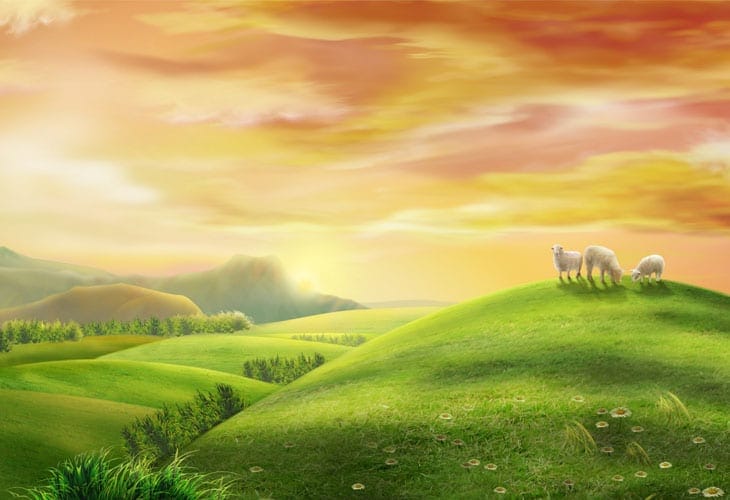 sheep sheep