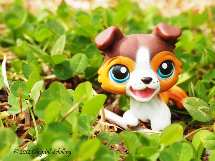 Toy Dog