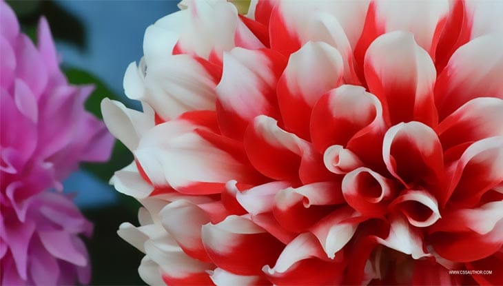 Desktop Wallpapers – 10 Free HD Flower Wallpaper for Windows8 Windows 8 Wallpaper 1 Desktop Wallpapers – 10 Free HD Flower Wallpaper for Windows8