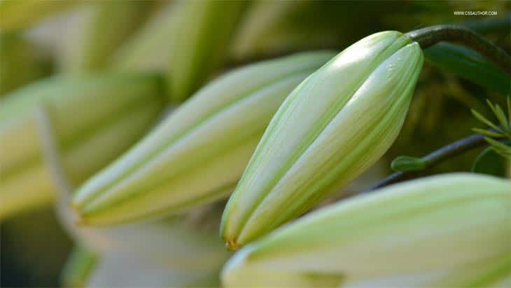 Desktop Wallpapers – 10 Free HD Flower Wallpaper for Windows8 Windows 8 Wallpaper 2 cssauthor.com Desktop Wallpapers – 10 Free HD Flower Wallpaper for Windows8