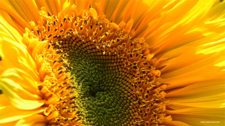 Desktop Wallpapers – 10 Free HD Flower Wallpaper for Windows8 Windows 8 Wallpaper 4 cssauthor.com Desktop Wallpapers – 10 Free HD Flower Wallpaper for Windows8