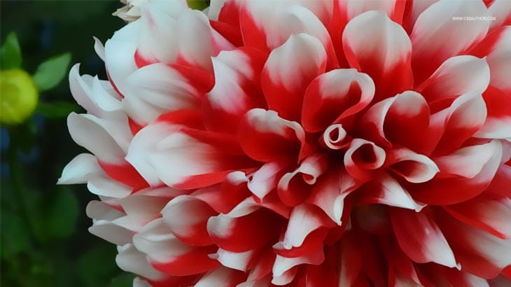 Desktop Wallpapers – 10 Free HD Flower Wallpaper for Windows8 Windows 8 Wallpaper 6 cssauthor.com Desktop Wallpapers – 10 Free HD Flower Wallpaper for Windows8