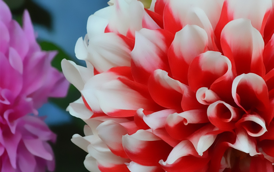 Windows 8 Flower Wallpaper No: 1