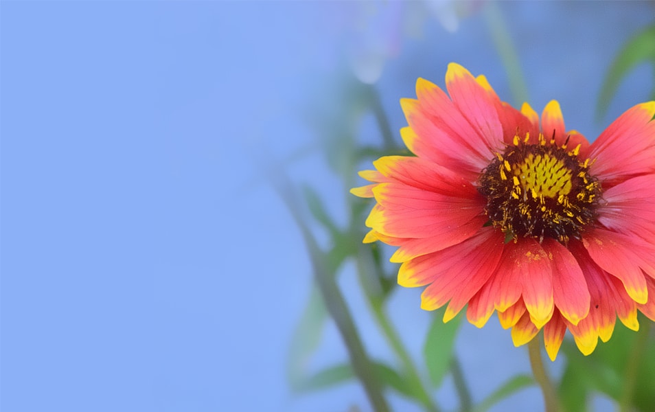 Windows 8 Flower Wallpaper No: 3