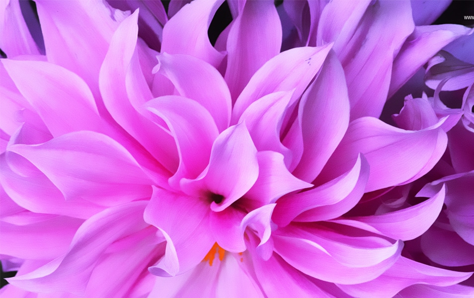 Desktop Wallpapers - 10 Free HD Flower Wallpaper for Windows8 5 Windows 8 Flower Wallpaper No: 5