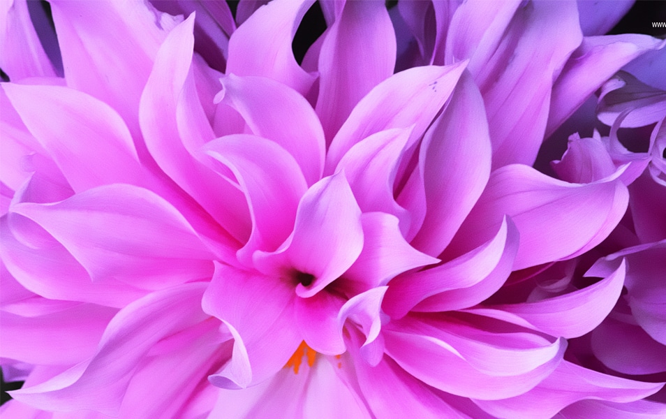 Desktop Wallpapers - 10 Free HD Flower Wallpaper For Windows8