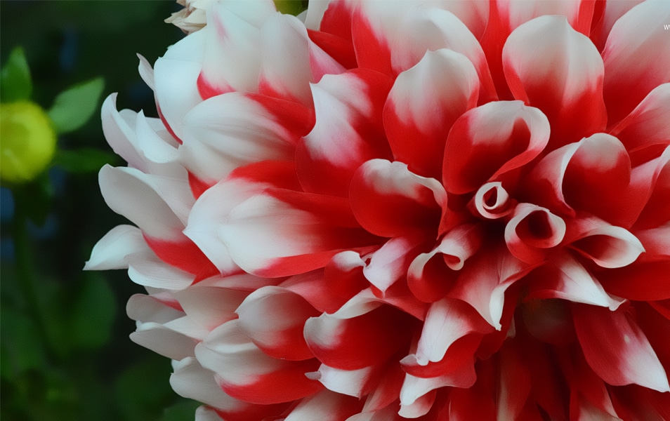 Windows 8 Flower Wallpaper No: 6