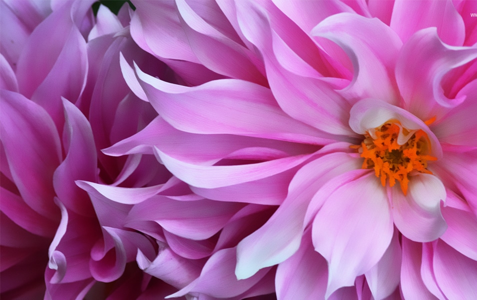 Windows 8 Flower Wallpaper No: 7